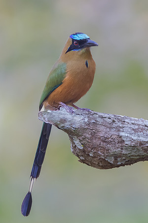 Whooping Motmot