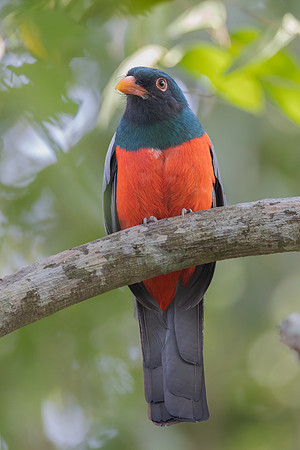 Slaty-tailed Trogon
