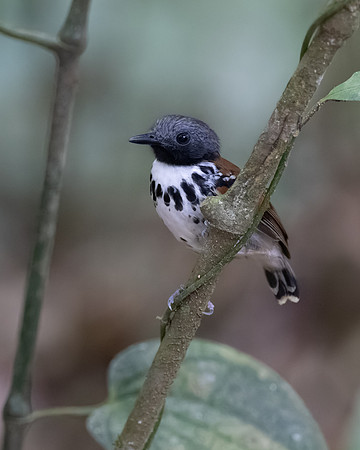 Spotted Antbird