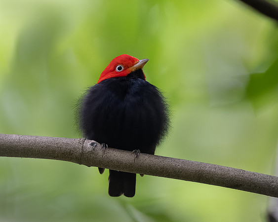 Red-capped Manakin