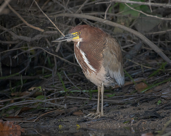 Rufescent Tiger-Heron