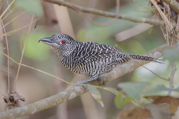Fasciated Antshrike