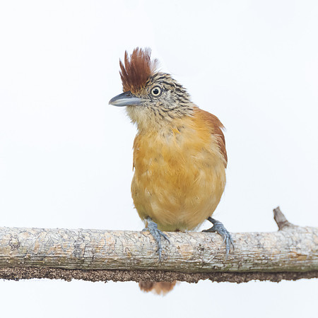 Barred Antshrike, female