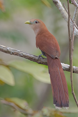 Squirrel Cuckoo
