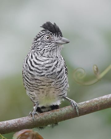 Barred Antshrike, male