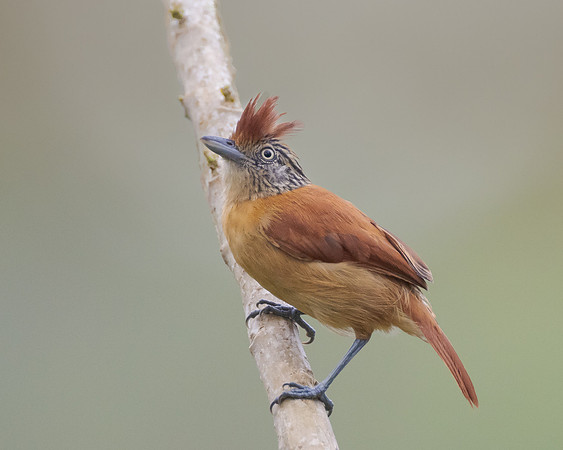 Barred Antshrike, female