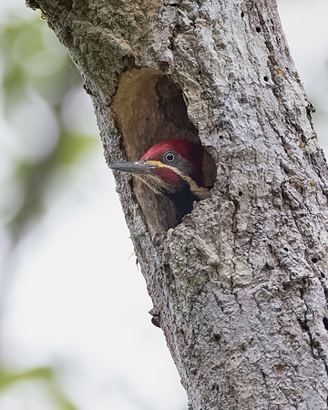 Lineated Woodpecker