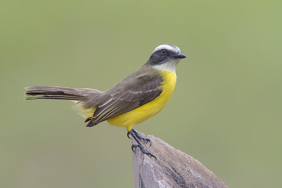 Social Flycatcher