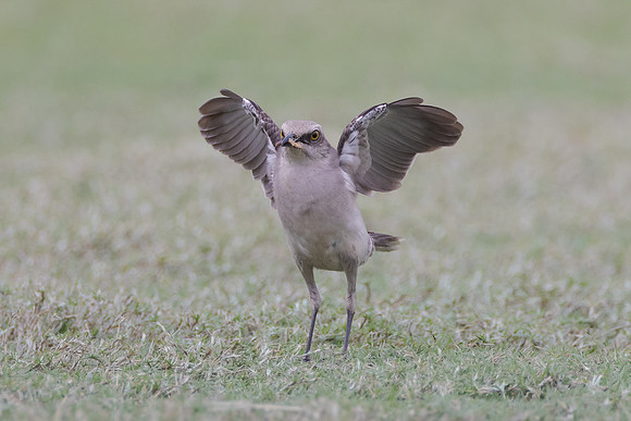 Tropical Mockingbird