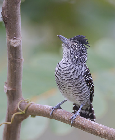Barred Antshrike, male