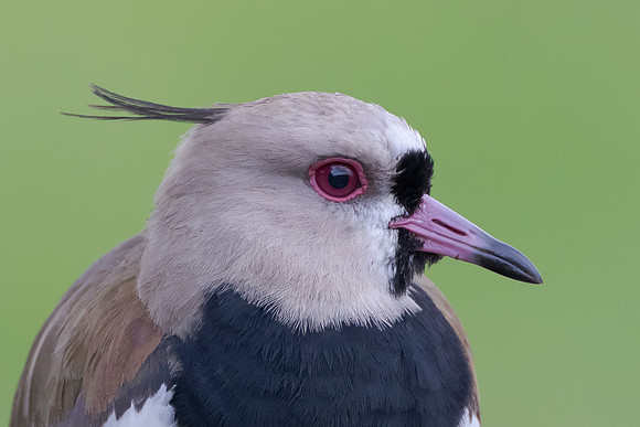 Southern Lapwing