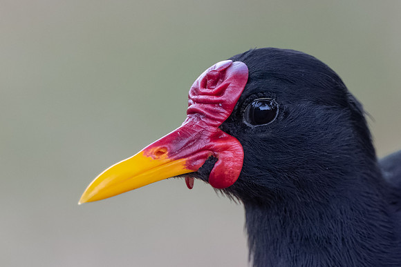 Wattled Jacana