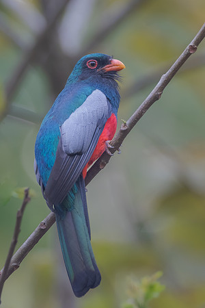 Slaty-tailed Trogon
