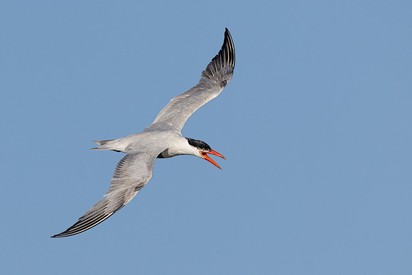 Caspian Tern