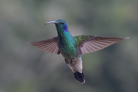 Lesser Violetear