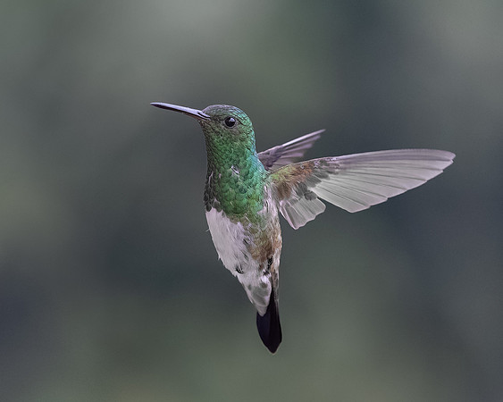 Snowy-bellied Hummingbird