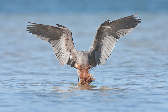Reddish Egret, plunging for fish