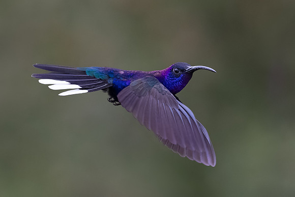 Violet Sabrewing