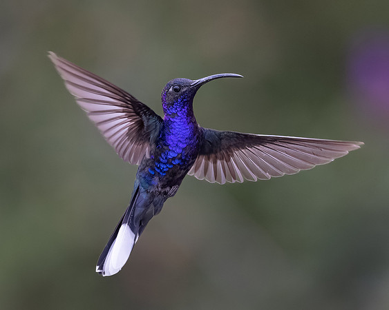 Violet Sabrewing