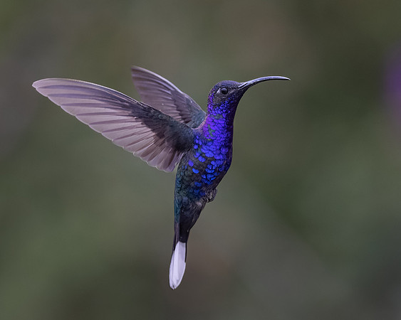 Violet Sabrewing