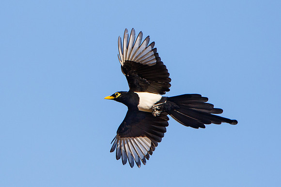 Yellow-billed Magpie