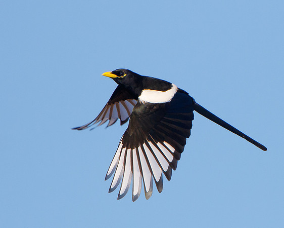Yellow-billed Magpie