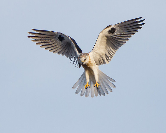 White-tailed Kite
