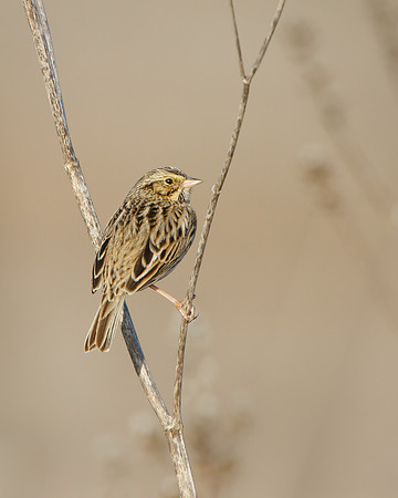 Savannah Sparrow