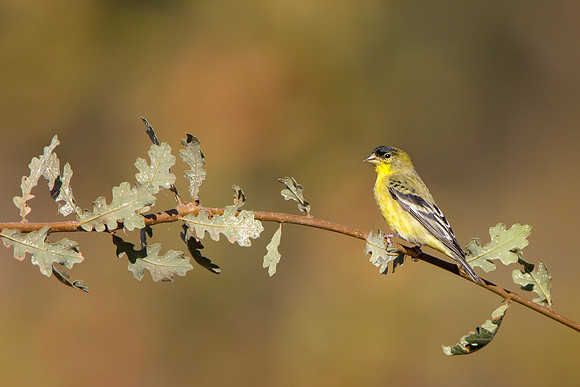 Lesser Goldfinch
