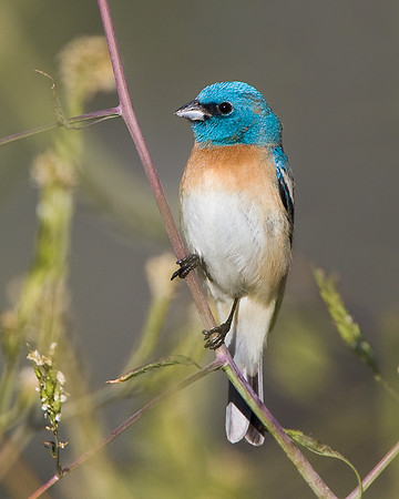 Lazuli Bunting