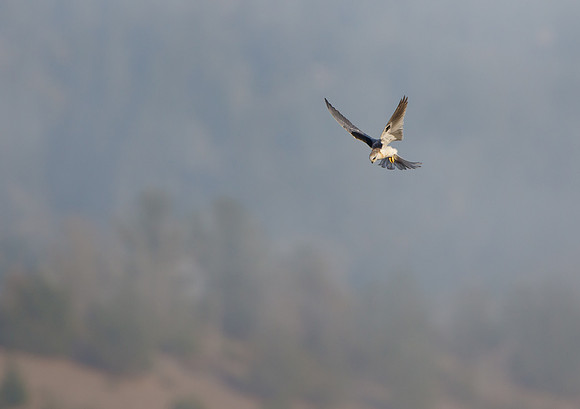 White-tailed Kite, hunting