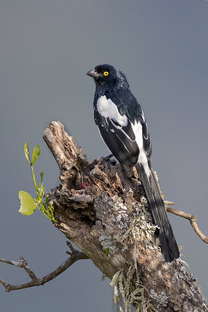 Magpie Tanager