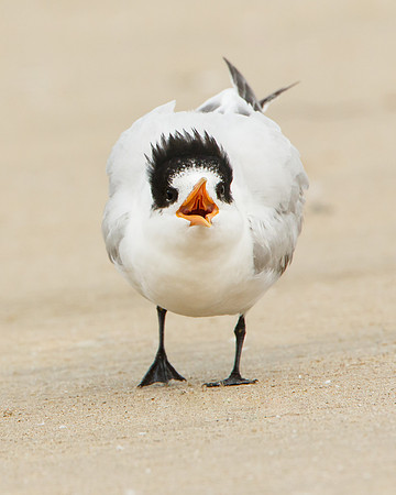 Elegant Tern, begging juvenile