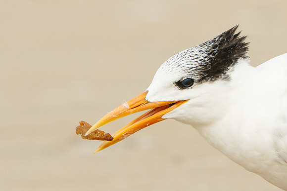Elegant Tern, playing with seaweed