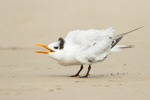 Elegant Tern, begging juvenile