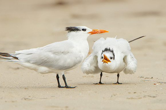 Elegant Terns, begging juvenile