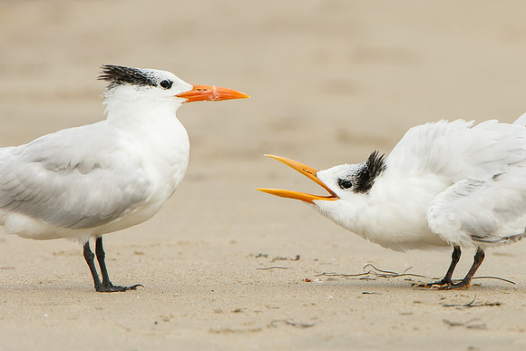 Elegant Terns, begging juvenile