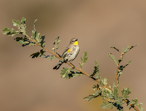 Yellow-rumped Warbler