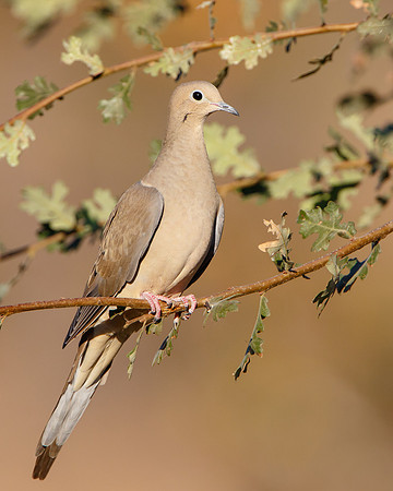 Mourning Dove