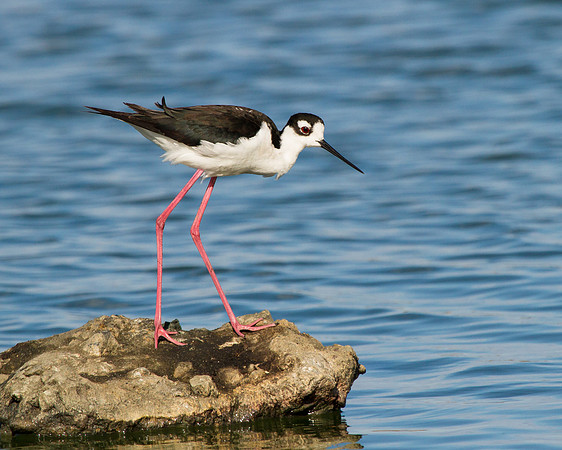 Black-necked Stilt