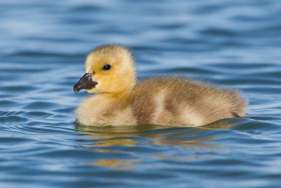 Canada Goose, chick