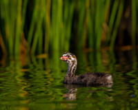 Pied-billed Grebe, chick