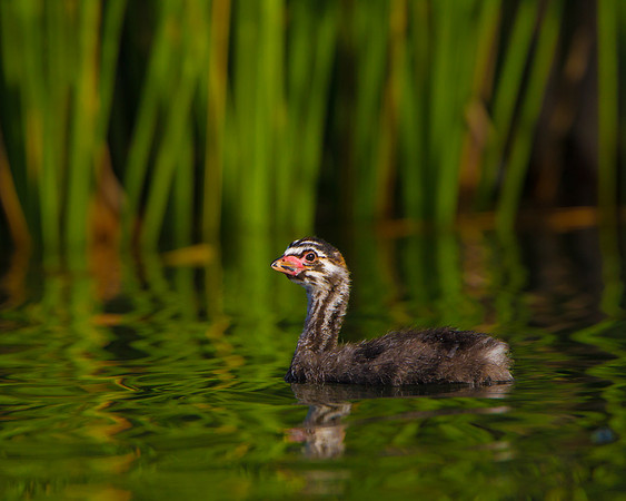 Pied-billed Grebe, chick