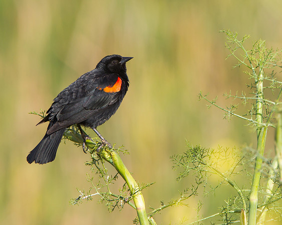 Red-winged Blackbird