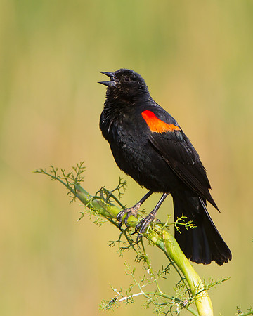 Red-winged Blackbird