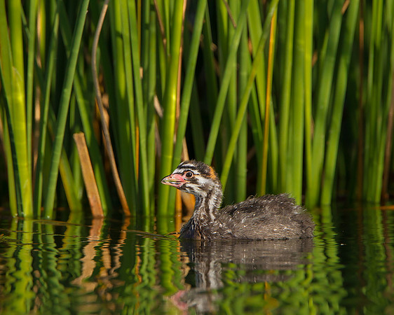 Pied-billed Grebe, chick
