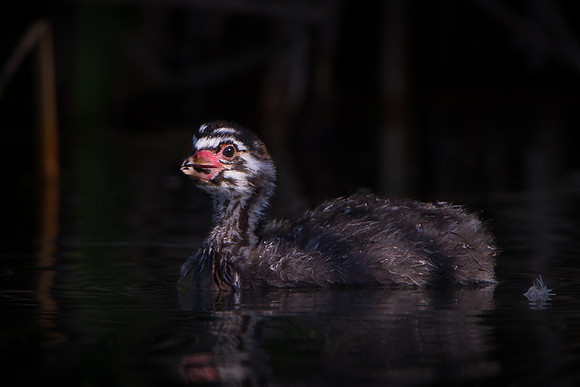 Pied-billed Grebe, chick