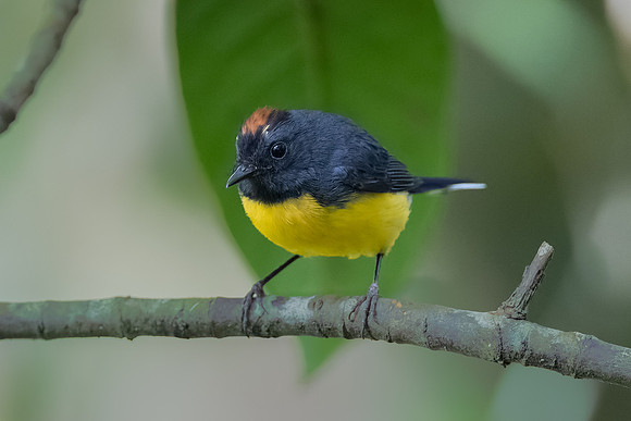 Slate-throated Redstart