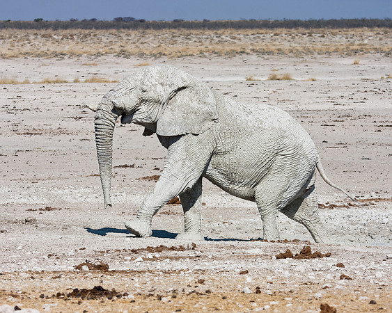 African Elephant, encrusted in mud
