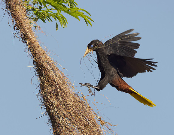 Crested Oropendola